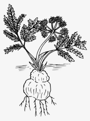 Parsley Twig Leaf Plants Tree - Drawing
