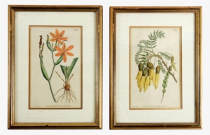 Sold Out 1791 Botanical Antique Engravings- A Pair