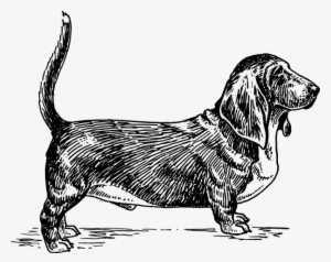 Szczęśliwy, Pies, Pet, Basset Hound - Basset Hound Dog Vector