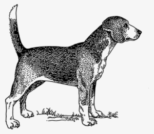 Happy Dog Beagle Pet Tail Dog Dog Dog Dog - Dog Black And White