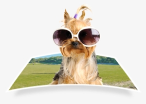 Towel Dog Wearing Sunglasses - Harukokoro Adjustable Dog Cat Pet Tie Necktie Wear