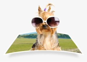 Towel Dog Wearing Sunglasses