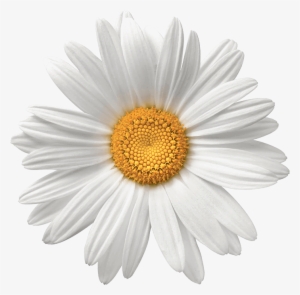 Transparent Background Daisy Png