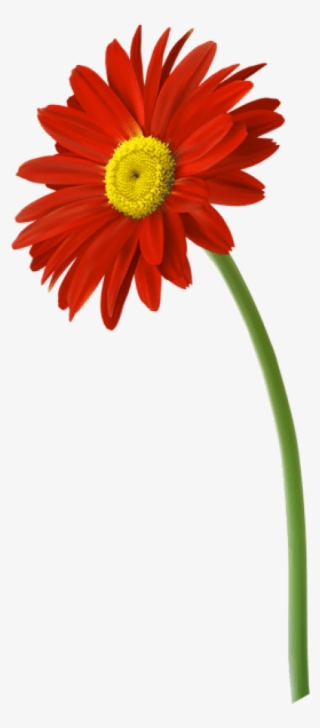 Red Gerbera Flower Png Clip Art Image - Gerbera Flower Png
