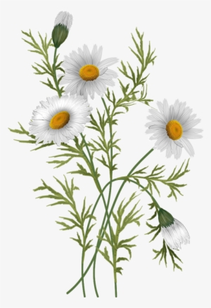 Vector Flowers, Daisies - Common Daisy