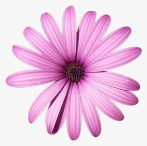 Daisy Purple Png High-quality Image - Light Purple Flower Png