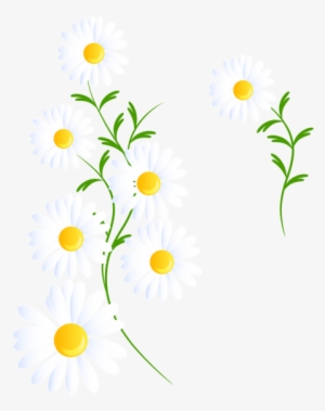 Report Abuse - White Daisies Clipart Png