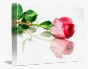 A Rose Is A Rose By Brush & Lens Print - Rose