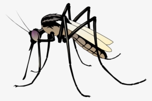 Free Vector Insect - Clip Art Of Mosquito