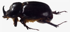 Bug Png Image - Жук Пнг