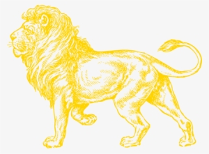 Gold Lion Hi - Lion Gold