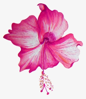 Beautiful Hibiscus Flower Transparent Png - Portable Network Graphics