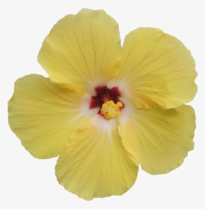 Newhive By Automine Clip Art Transparent - Transparent Tropical Flower