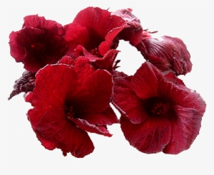 Hibiscus Tea Png Banner Freeuse Library - Hibiscus Tea Flower