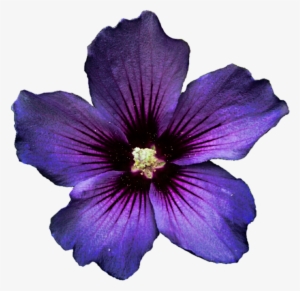 Hibiscus Transparent Purple - Dark Purple Flower Png