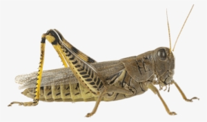 Brown Grasshopper - Grasshopper Cricket