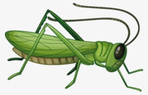 Grasshopper Png - Grasshopper Clipart Png