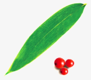Fruit