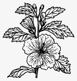 Shoeblackplant Drawing Mallows Coloring Book Free Commercial - Black And White Hibiscus Clip Art