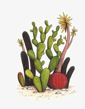 Cactaceae Drawing Watercolor Painting Succulent Plant - Cactus Garden Illustration