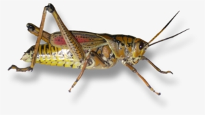 The Form Of A Grasshopper Can We Appreciate The Beauty - Alien Grasshopper