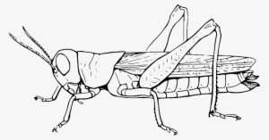 Grasshopper, Locust, Hopper, Animal, Insect, Nature - Grasshopper Black And White