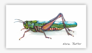 Grasshopper Limited Edition Print - Printing