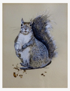 Stephens, Squirrel Watercolor & Ink Works On Paper - Drawing