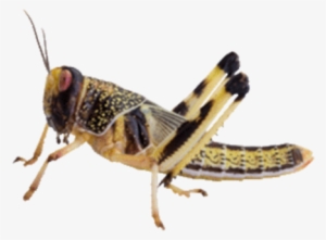 Insekter Png