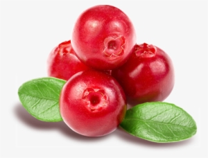 Thailand Cranberry, Thailand Cranberry Manufacturers - Z Natural Foods Cranberry Powder - Organic Freeze Dried