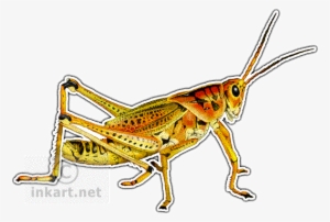Eastern Lubber Grasshopper Art Decal - Eastern Lubber Grasshopper