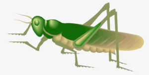 Grasshopper Gif Clipart With Transparent Background