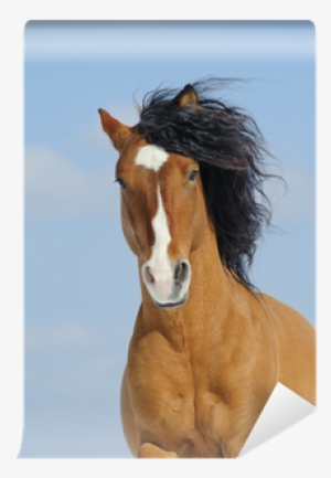 Mustang Koń
