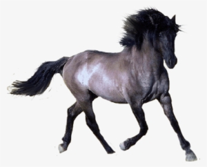 Horse With Transparent Background