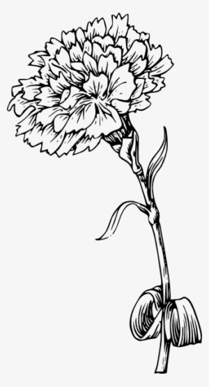Vegetation Drawing Beautiful Flower Clipart Stock - Drawing Of A Marigold