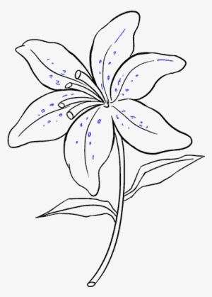 graphic freeuse stock how to draw a lily - draw a lily easy