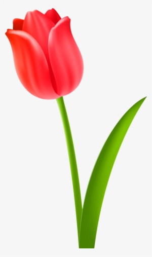 Tulip Cut Flowers Drawing Plant Stem - Drawing Tulip