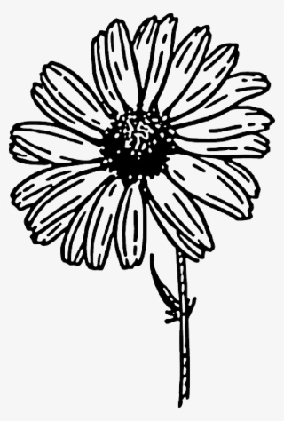 Black, Outline, Drawing, Sketch, Flower, White, Cartoon - Daisy Clipart Black And White
