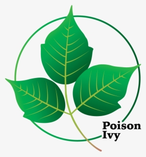It Can Take The Form Of A Climbing Vine On Trees, A - Poison Ivy