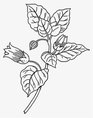 Belladonna Plants Drawing Poison Download - Belladonna Clipart