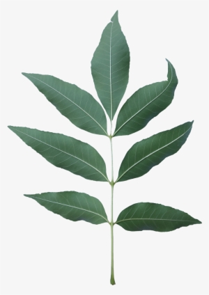 Ash Tree Leaf Png