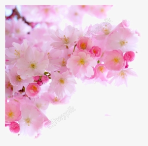 Blossom Png Image Free Download - Pink Cherry Blossoms Png