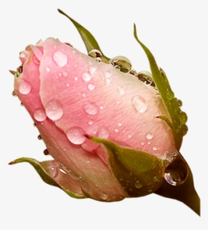 Ninazdesign - Nature Roses