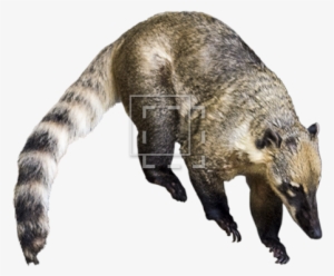 Parent Category - Racoon Type Animal