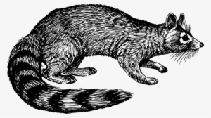Whiskers Raccoon Wildcat Ring-tailed Cat - Civet Black And White Clipart