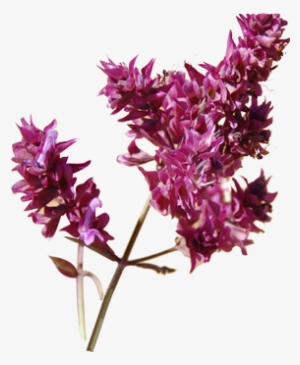 Clary Sage - Clary Sage Plant Png