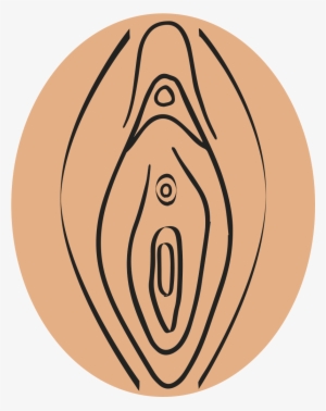 Labia Minora, Clitoris, And The External Openings Of - Vagina Transparent