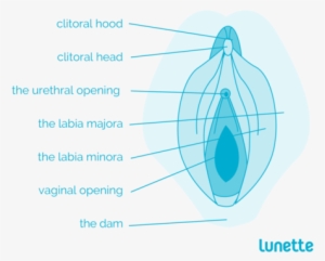 So Where Is The Vagina, Exactly - Lunette Cup