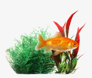 Goldfish In Plants Transparent Image Fish - Transparent Background Fish Png