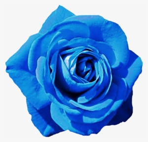 Blue Flower Clipart Skyblue - Blue Rose